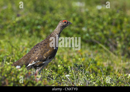 Alpenschneehuhn, Schnee-Huhn (Lagopus Mutus), Männlich, Island, Myvatn Stockfoto