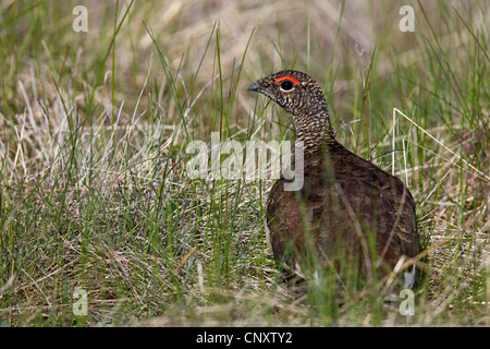 Alpenschneehuhn, Schnee-Huhn (Lagopus Mutus), Männlich, Island, Myvatn Stockfoto