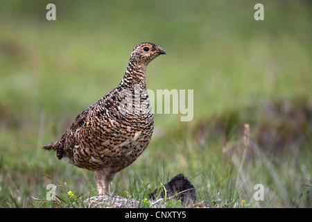 Alpenschneehuhn, Schnee-Huhn (Lagopus Mutus), Weiblich, Island, Snaefellsnes Stockfoto