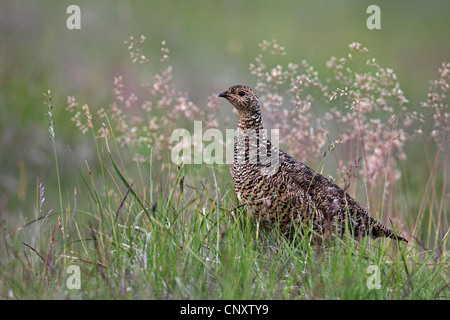 Alpenschneehuhn, Schnee-Huhn (Lagopus Mutus), Weiblich, Island, Snaefellsnes Stockfoto