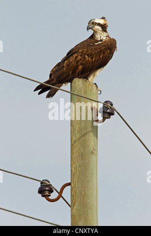 Fischadler, Fisch Hawk (Pandion Haliaetus), sitzen auf Elektromasten, Silifke, Türkei, Goeksu Delta Stockfoto