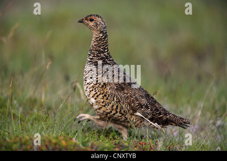 Alpenschneehuhn, Schnee-Huhn (Lagopus Mutus), Weiblich, Island, Snaefellsnes Stockfoto