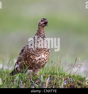 Alpenschneehuhn, Schnee-Huhn (Lagopus Mutus), Weiblich, mit der Aufforderung, Island, Snaefellsnes Stockfoto