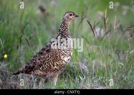 Alpenschneehuhn, Schnee-Huhn (Lagopus Mutus), Weiblich, Island, Snaefellsnes Stockfoto