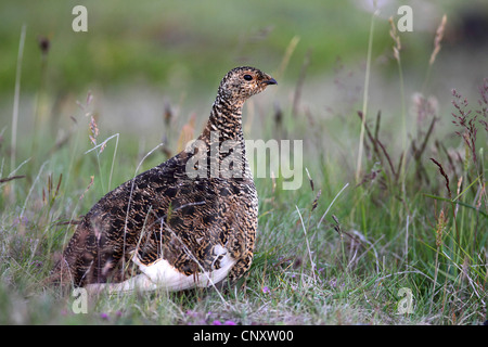 Alpenschneehuhn, Schnee-Huhn (Lagopus Mutus), Weiblich, Island, Snaefellsnes Stockfoto