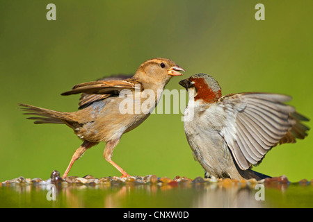 Haussperling (Passer Domesticus), kämpfen in einer Pfütze, Deutschland, Rheinland-Pfalz Stockfoto