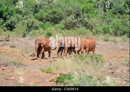 Afrikanischen Busch Elefant - Savanne Elefanten - Bush Elefant (Loxodonta Africana) Waisen im Waisenhaus Sheldrick Elephant Stockfoto