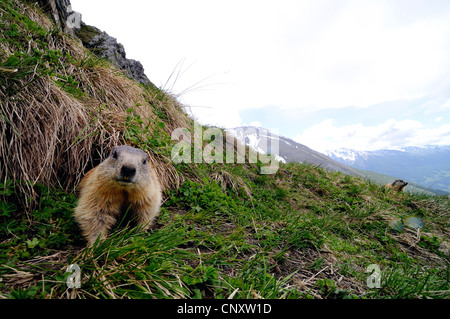 Alpen-Murmeltier (Marmota Marmota), auf einer Bergwiese am Großglockner, Österreich Stockfoto