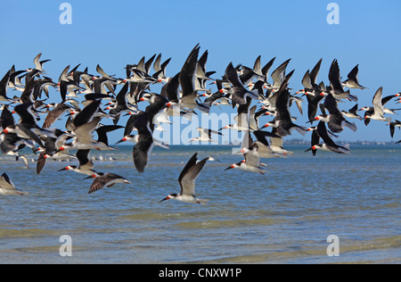 Schwarz-Skimmer (Rynchops Niger), fliegen Herde an der Beach, USA, Florida Stockfoto