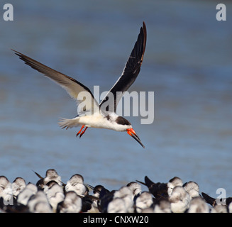 Schwarz-Skimmer (Rynchops Niger), strömen überfliegen Brutkolonie an der Beach, USA, Florida Stockfoto