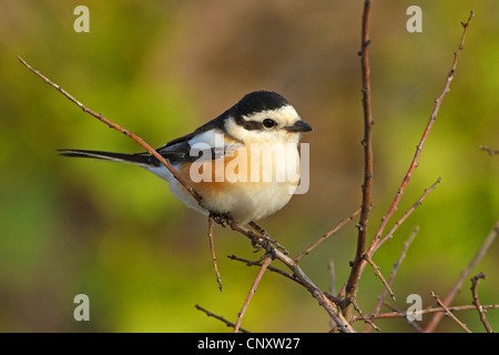 maskierte Würger (Lanius Nubicus), männliche sitzt auf einem Zweig, Türkei, Adyaman, Dolucak Stockfoto