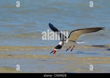 Schwarz-Skimmer (Rynchops Niger), Angeln in der Brandung während des Fluges über den Sand Strand, USA, Florida Stockfoto