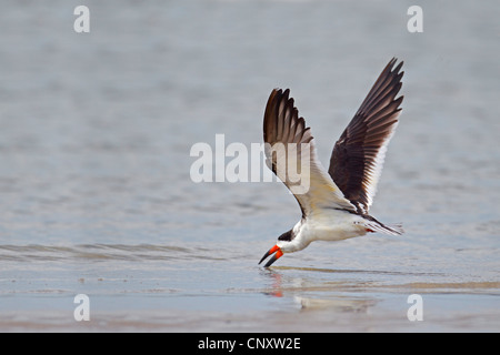 Schwarz-Skimmer (Rynchops Niger), Angeln in der Brandung während des Fluges über den Sand Strand, USA, Florida Stockfoto