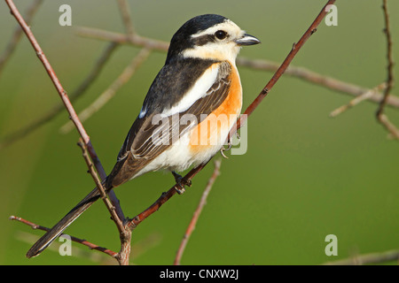 maskierte Würger (Lanius Nubicus), männliche sitzt auf einem Zweig, Türkei, Adyaman, Dolucak Stockfoto