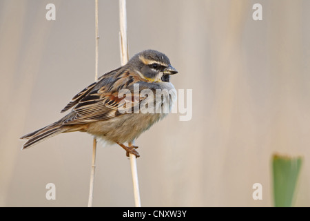 Totes Meer Spatz (Passer Moabiticus), männliche sitzen an einem Halm, Birecik, Birecik Kiesgruben, Sanliurfa, Türkei Stockfoto