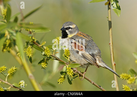 Totes Meer Spatz (Passer Moabiticus), männliche sitzen an einem Halm, Birecik, Birecik Kiesgruben, Sanliurfa, Türkei Stockfoto