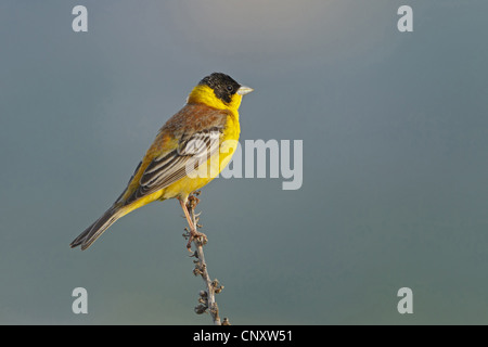 Black-headed Bunting (Emberiza Melanocephala), männliche sitzt auf einem Ast, Türkei, Gaziantep, Durnalik Stockfoto