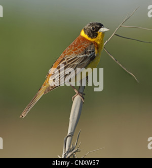 Black-headed Bunting (Emberiza Melanocephala), männliche sitzt auf einem Ast, Türkei, Gaziantep, Durnalik Stockfoto