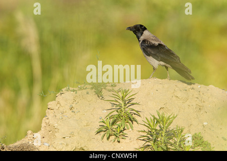 mit Kapuze Krähe (Corvus Corone Cornix), sitzt auf einem trockenen Boden-Formation, Silifke, Goeksu Delta, Silifke, Türkei Stockfoto