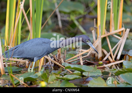 kleine Blue Heron (Egretta Caerulea), auf den Feed, USA, Florida, Everglades Nationalpark Stockfoto