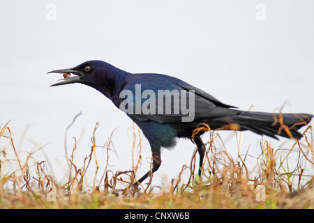 Boot-angebundene Grackle (Quiscalus großen), Essen einen Apfel Schnecke, USA, Florida, Myakka River State Park Stockfoto