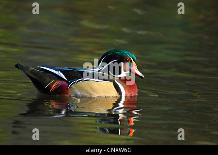 Brautente (Aix Sponsa), Männlich, USA, Florida, Homosassa schwimmen Stockfoto