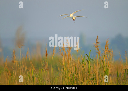 Kuhreiher, Buff-backed Reiher (Ardeola Ibis, Bubulcus Ibis), zwei Personen fliegen über dem Schilf, Türkei, Sanliurfa, Birecik Stockfoto