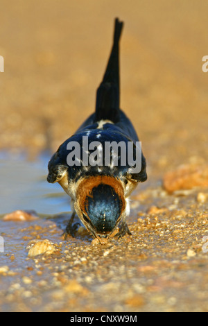 rot-rumped Schwalbe (Hirundo Daurica), sammeln von Verschachtelung Material, Türkei, Gaziantep, Durnalik Stockfoto