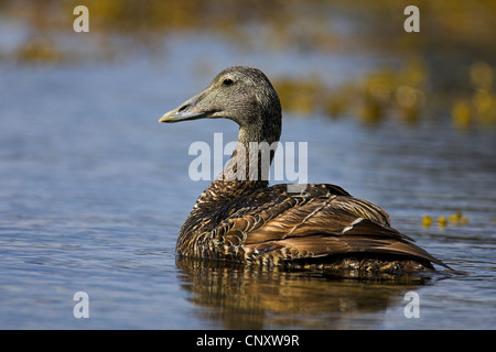 Gemeinsamen Eiderenten (Somateria Mollissima), Weiblich, Island, Snaefellsnes schwimmen Stockfoto