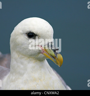 nördlichen Fulmar (Fulmarus Cyclopoida), Porträt, Island, Sandgerdi Stockfoto