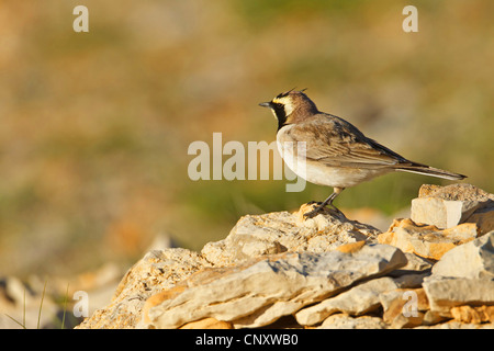 Ufer gehörnte Lerche (Eremophila Alpestris, Eremophila Alpestris Penicillata), sitzen auf losen Steinen, Türkei, Adyaman, Nemrut Dagi, Karadut Stockfoto