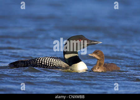 großen nördlichen Taucher (Gavia Immer), Schwimmen mit Küken, Island, Myvatn Stockfoto