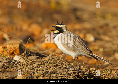 Ufer gehörnte Lerche (Eremophila Alpestris, Eremophila Alpestris Penicillata), sitzen auf trockenem Boden singen, Türkei, Adyaman, Nemrut Dagi, Karadut Stockfoto