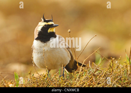 Ufer gehörnte Lerche (Eremophila Alpestris, Eremophila Alpestris Penicillata), sitzen auf trockenem Boden, Türkei, Adyaman, Nemrut Dagi, Karadut Stockfoto