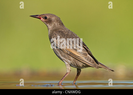 gemeinsamen Star (Sturnus Vulgaris), Jungvogel, stehend im Wasser, Deutschland, Rheinland-Pfalz Stockfoto