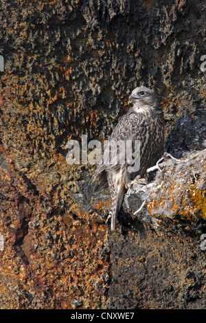 Gerfalken (Falco Rusticolus), auf dem Horst in einer Felswand, Island, Myvatn juvenile Stockfoto