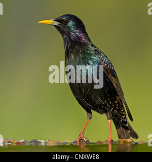 gemeinsamen Star (Sturnus Vulgaris), mit Zucht Gefieder, Deutschland, Rheinland-Pfalz Stockfoto