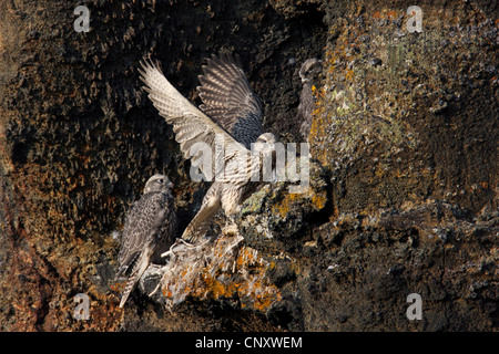 Gerfalken (Falco Rusticolus), Jugendliche auf dem Horst in einer Felswand, Island, Myvatn Stockfoto