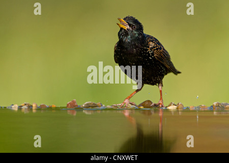 gemeinsamen Star (Sturnus Vulgaris), trinken bei der Geburt schlecht, Deutschland, Rheinland-Pfalz Stockfoto