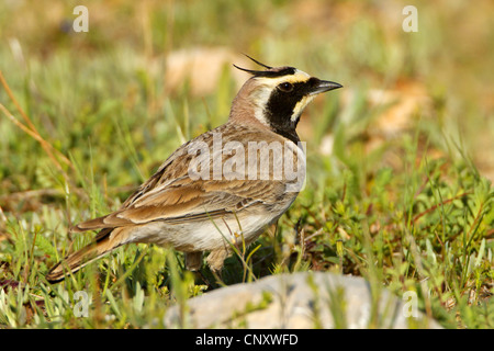 Ufer gehörnte Lerche (Eremophila Alpestris, Eremophila Alpestris Penicillata), sitzen auf einer Wiese, Türkei, Adyaman, Nemrut Dagi, Karadut Stockfoto