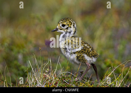 Europäische Goldregenpfeifer (Pluvialis Apricaria), Küken, Island, Myvatn Stockfoto