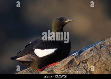 schwarzen Guillemot (Cepphus Grylle), ruht auf einem Felsen, Island, Flatey Stockfoto