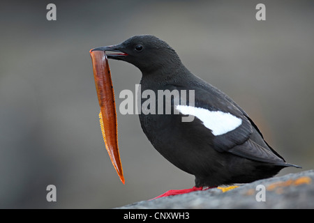 schwarzen Guillemot (Cepphus Grylle), sitzt auf einem Felsen mit einem Fisch im Schnabel, Island, Flatey Stockfoto