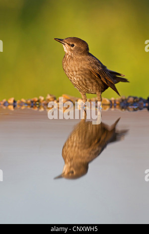 gemeinsamen Star (Sturnus Vulgaris), Jungvogel am Rande der Vogeltränke, Deutschland, Rheinland-Pfalz Stockfoto