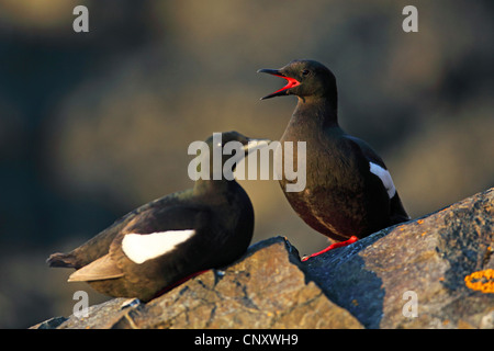 Black Guillemot (Cepphus Grylle), zwei Vögel sitzen auf einem Felsen, eine Berufung, Island, Flatey Stockfoto