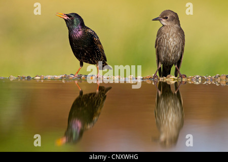 gemeinsamen Star (Sturnus Vulgaris), in der Zucht Gefieder mit Jungvogel am Rande der Vogeltränke, Deutschland, Rheinland-Pfalz Stockfoto