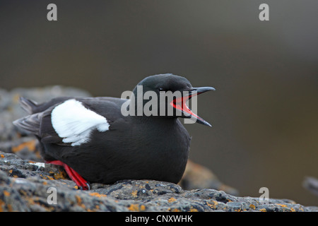 schwarzen Guillemot (Cepphus Grylle), sitzt auf einem Felsen mit der Aufforderung, Island, Flatey Stockfoto