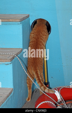 Hauskatze, Hauskatze (Felis Silvestris F. Catus), auf einem Schiff, auf der Suche durch eine Luke Stockfoto