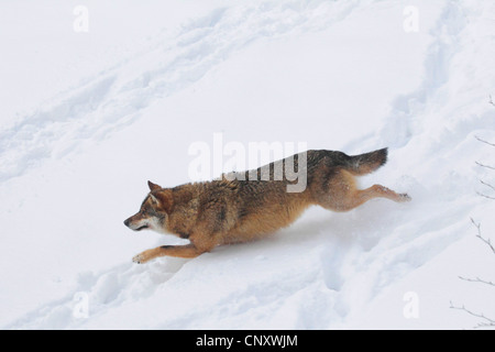 Europäische graue Wolf (Canis Lupus Lupus), ausgeführt durch den Tiefschnee, Deutschland Stockfoto