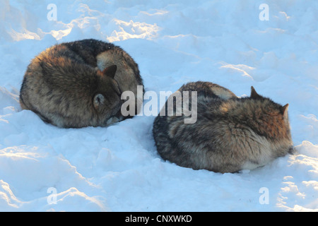 Europäische graue Wolf (Canis Lupus Lupus), schlafen Wölfe im Schnee, Deutschland Stockfoto